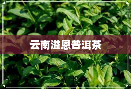 云南溢恩普洱茶