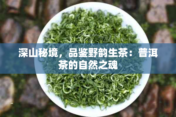 深山秘境，品鉴野韵生茶：普洱茶的自然之魂