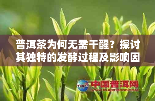 普洱茶为何无需干醒？探讨其独特的发酵过程及影响因素