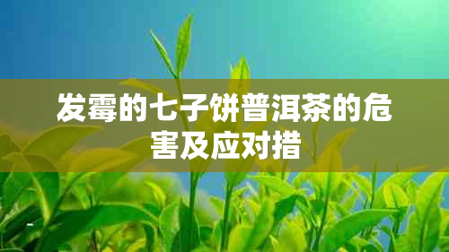 发霉的七子饼普洱茶的危害及应对措