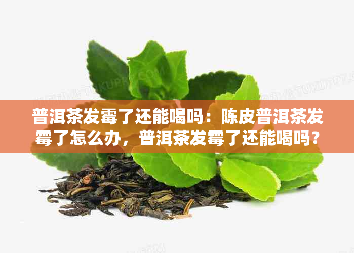 普洱茶发霉了还能喝吗：陈皮普洱茶发霉了怎么办，普洱茶发霉了还能喝吗？