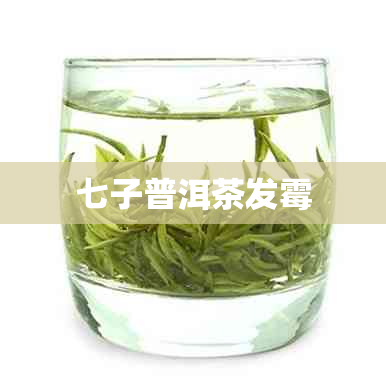 七子普洱茶发霉