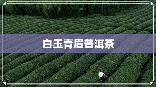 白玉青眉普洱茶