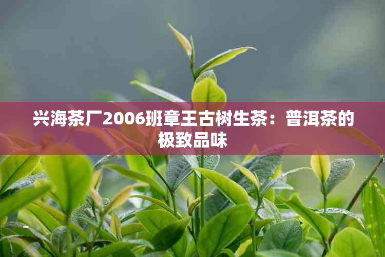 兴海茶厂2006班章王古树生茶：普洱茶的极致品味