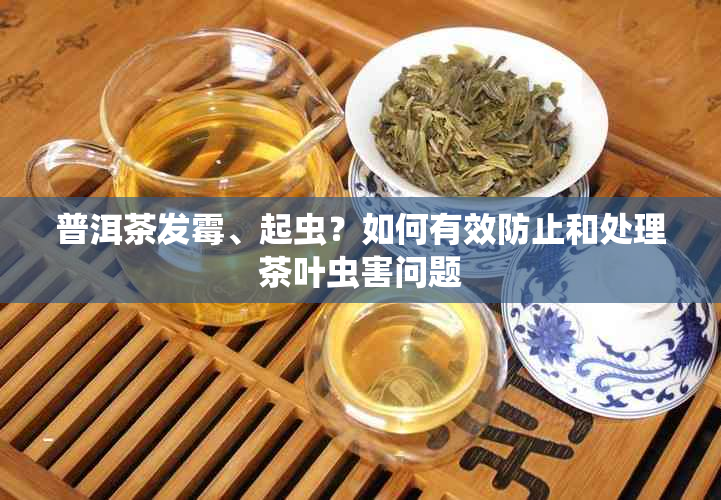 普洱茶发霉、起虫？如何有效防止和处理茶叶虫害问题