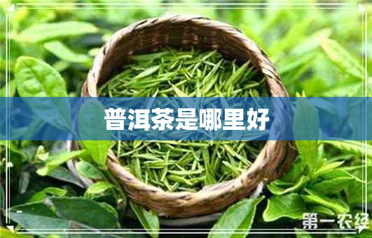 普洱茶是哪里好