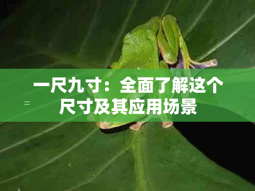 一尺九寸：全面了解这个尺寸及其应用场景