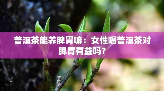 普洱茶能养脾胃嘛：女性喝普洱茶对脾胃有益吗？