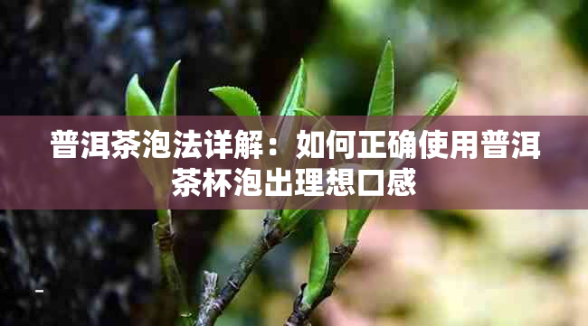 普洱茶泡法详解：如何正确使用普洱茶杯泡出理想口感