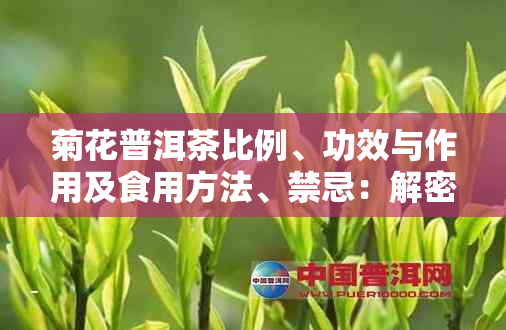 菊花普洱茶比例、功效与作用及食用方法、禁忌：解密菊花普洱茶的全方位魅力