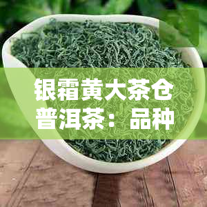 银霜黄大茶仓普洱茶：品种、产地、品质、冲泡方法和品鉴技巧详解