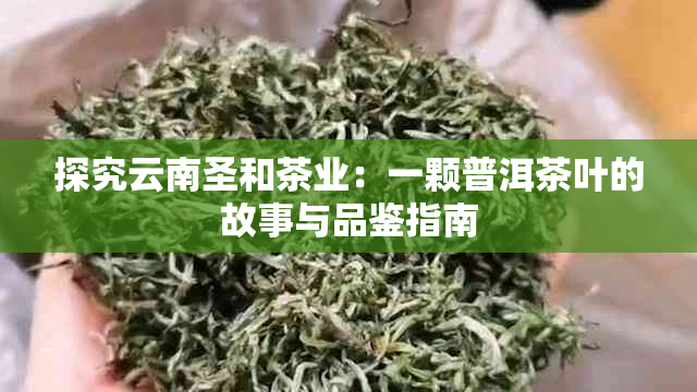 探究云南圣和茶业：一颗普洱茶叶的故事与品鉴指南