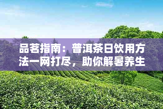 品茗指南：普洱茶日饮用方法一网打尽，助你解暑养生两不误