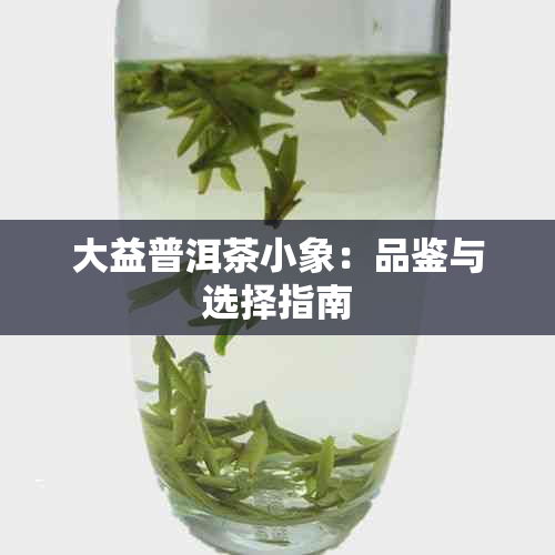 大益普洱茶小象：品鉴与选择指南