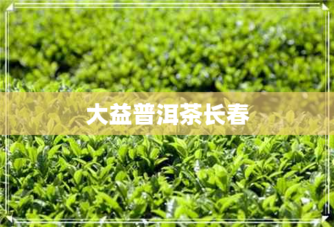 大益普洱茶长春