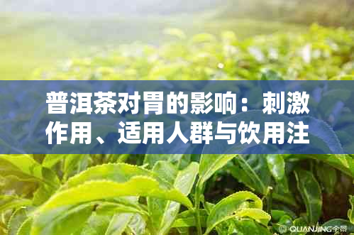 普洱茶对胃的影响：刺激作用、适用人群与饮用注意事项