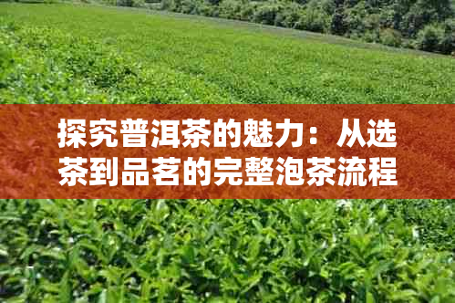 探究普洱茶的魅力：从选茶到品茗的完整泡茶流程