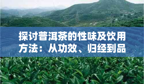 探讨普洱茶的性味及饮用方法：从功效、归经到品饮技巧