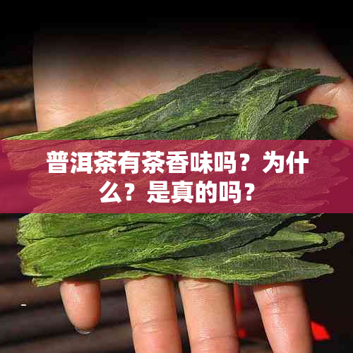 普洱茶有茶香味吗？为什么？是真的吗？