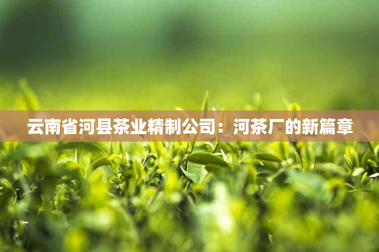 云南省河县茶业精制公司：河茶厂的新篇章