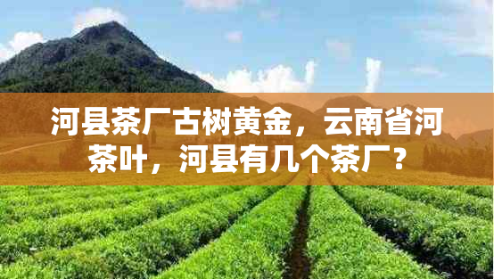 河县茶厂古树黄金，云南省河茶叶，河县有几个茶厂？