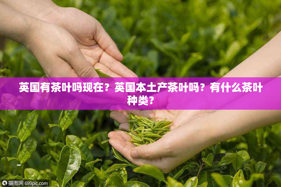 英国有茶叶吗现在？英国本土产茶叶吗？有什么茶叶种类？