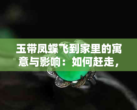 玉带凤蝶飞到家里的寓意与影响：如何赶走，好不好？进房间有什么预示？