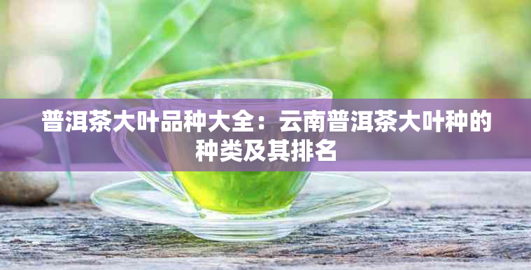 普洱茶大叶品种大全：云南普洱茶大叶种的种类及其排名