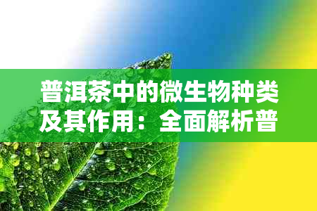 普洱茶中的微生物种类及其作用：全面解析普洱茶发酵过程中的微生物