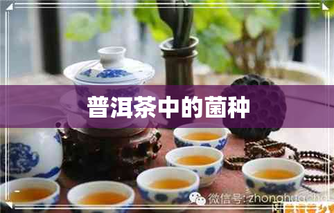 普洱茶中的菌种