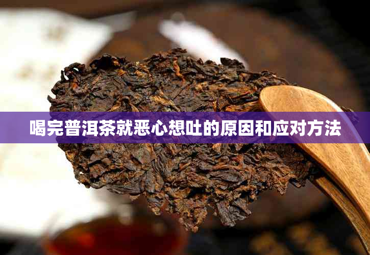 喝完普洱茶就恶心想吐的原因和应对方法