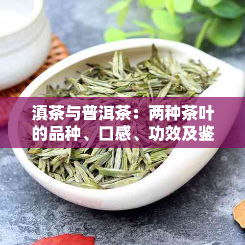 滇茶与普洱茶：两种茶叶的品种、口感、功效及鉴别方法详解，帮助您轻松区分