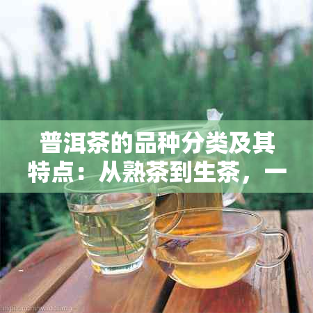 普洱茶的品种分类及其特点：从熟茶到生茶，一文解析