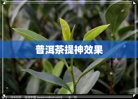 普洱茶提神效果