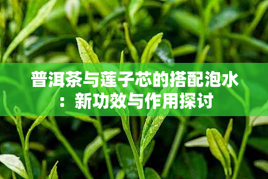 普洱茶与莲子芯的搭配泡水：新功效与作用探讨