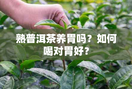 熟普洱茶养胃吗？如何喝对胃好？