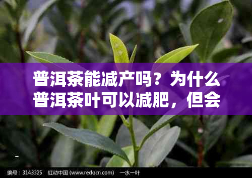 普洱茶能减产吗？为什么普洱茶叶可以减肥，但会不会减少效呢？