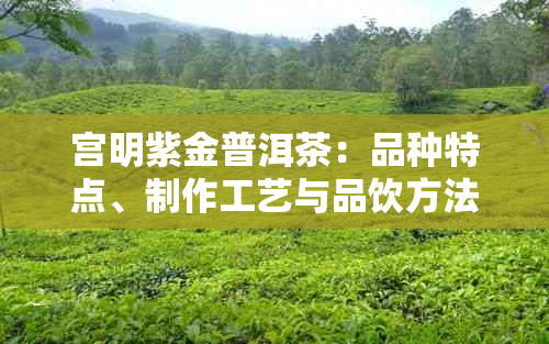 宫明紫金普洱茶：品种特点、制作工艺与品饮方法全面解析，助您挑选与品鉴