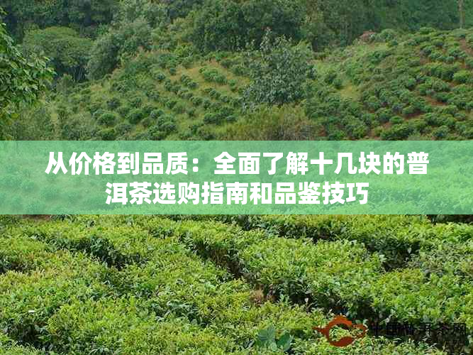 从价格到品质：全面了解十几块的普洱茶选购指南和品鉴技巧