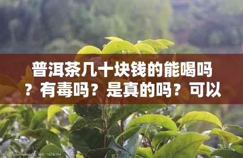 普洱茶几十块钱的能喝吗？有吗？是真的吗？可以收藏吗？