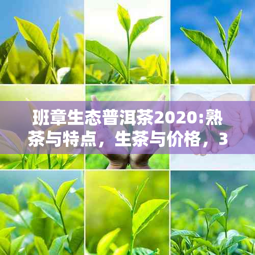 班章生态普洱茶2020:熟茶与特点，生茶与价格，357克现价解析