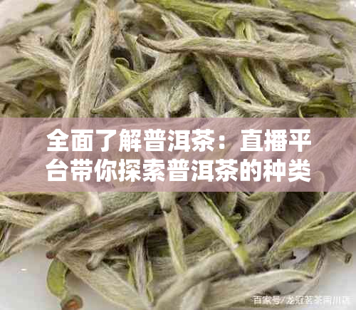 全面了解普洱茶：直播平台带你探索普洱茶的种类、功效、泡法与购买指南！