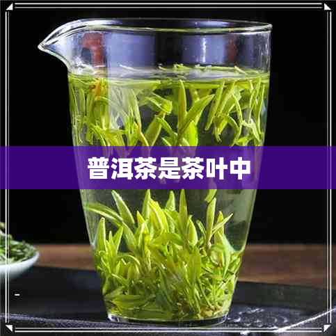 普洱茶是茶叶中