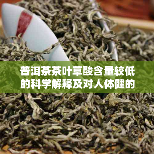 普洱茶茶叶草酸含量较低的科学解释及对人体健的影响