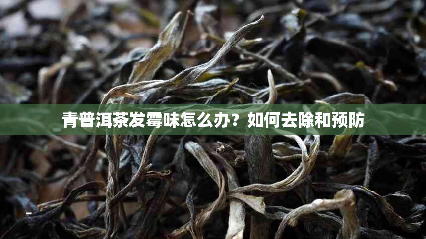 青普洱茶发霉味怎么办？如何去除和预防