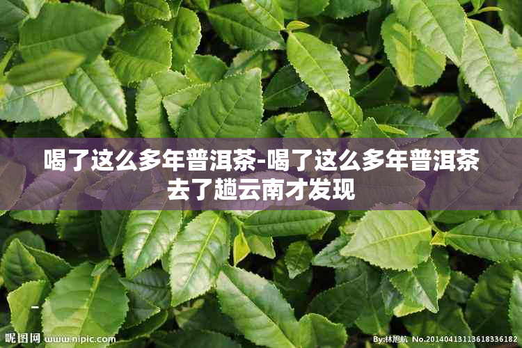 喝了这么多年普洱茶-喝了这么多年普洱茶去了趟云南才发现