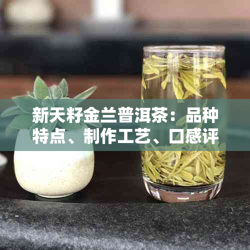 新天籽金兰普洱茶：品种特点、制作工艺、口感评价、功效与泡法全方位解析