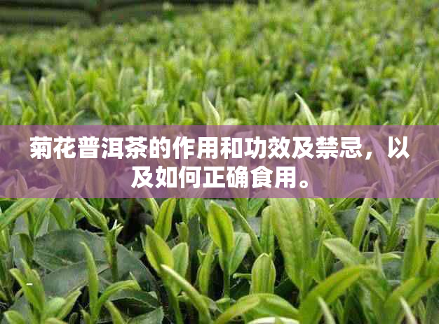 菊花普洱茶的作用和功效及禁忌，以及如何正确食用。