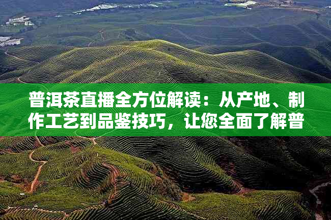 普洱茶直播全方位解读：从产地、制作工艺到品鉴技巧，让您全面了解普洱茶！