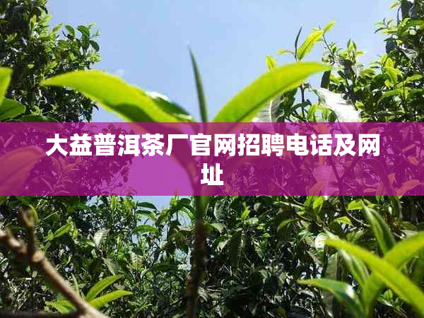 大益普洱茶厂官网招聘电话及网址